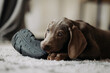 Weimaraner puppy nibbles on the owner's house slipper. Small dog ruins home clothes