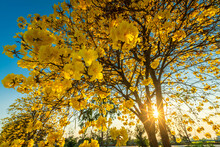 Beautiful Blooming Yellow Golden Tabebuia Chrysotricha Flowers With The Park In Spring Day At Evening Background In Thailand.