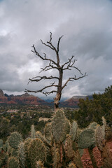 Wall Mural - Desert tree