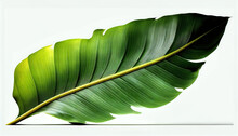 Traveler Palm Tree Leaf Isolated On White, Green Leaf