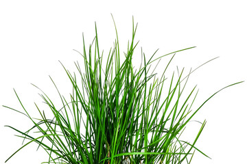 bouquet of young green grass isolated on white or transparent background. natural raster clipart of 