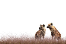 Hyenas In The Meadow, On A Transparent Background. Generative AI