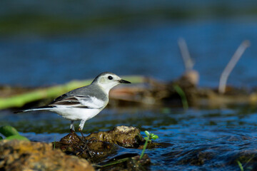 white wagtail