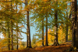 Fototapeta  - bukowy jesienny las w popołudniowym słońcu