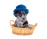 Fototapeta Zwierzęta - One small dog in a basket in a hat.
