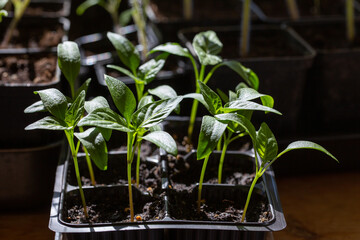 Wall Mural - Pepper seedlings in plastic pots grow on window.  Gardening hobby concept.