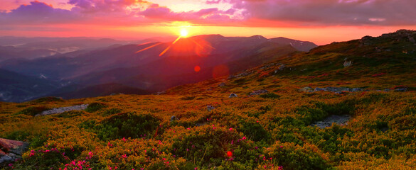 Wall Mural - blossoming red rhododendrons  flowers in the mountains, amazing panoramic nature scenery	...exclusive - this image is sell only on Adobe stock