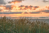 Fototapeta Niebo - Dune grass at the coast of denmark during sunset. High quality photo