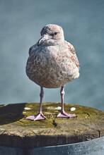 Seagull Standing On Pole At Harbour. High Quality Photo