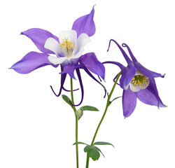 Wall Mural - fleurs d'ancolie bleues mrs. m. nicholls sur fond blanc