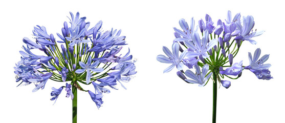 Wall Mural - Fleurs d'Agapanthe bleue	