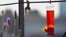 Slow Motion Footage Of Hummingbird That Feeds On Nectar.