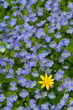 Fototapeta Kwiaty - Kolory dopełniające