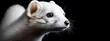 Close up of white Eurasian ermine on black background.  Close up of an ermine head created with generative ai. 