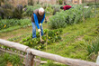 © JackF - Focused senior man working with hoe in kitchen garden, hoeing soil on vegetable rows..
