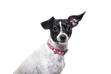 Wall Mural - studio shot of a cute dog on an isolated background