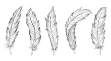 Set Of Bird Feathers. Hand Drawn Illustration 