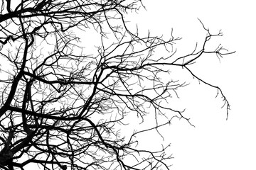 Tree branches on a white background