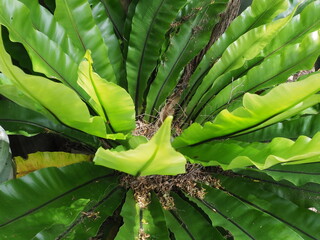 Bird's Nest Fern