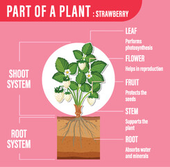 Canvas Print - Diagram showing parts of a plant