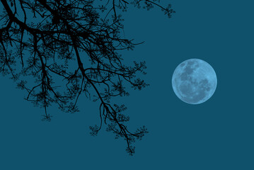 Wall Mural - full moon on sky with tree branch silhouette.