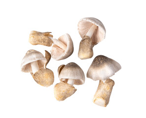 Wall Mural - straw mushroom isolated on transparent png