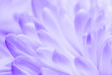 Fototapeta Kwiaty - Abstract floral background, white violet daisy flower petals