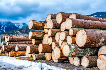 Wall Mural - Log spruce trunks pile. Sawn trees from the forest. Logging timber wood industry. Cut trees along a road prepared for removal