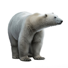 Polar Bear Isolated On Transparent Background