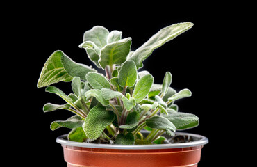 Wall Mural - Sage green leaves, Salvia officinalis plant, Aromatic herb in a pot, close up. Isolated on black background. Flavor. Italian cuisine, aromatherapy