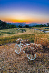 Sticker - White bicycle loaded with ripe wheat in basket at sunset. Rural Scenery under sunset sky. Bike and background of ripening ears of wheat field before harvest season. Rich harvest Concept.