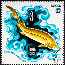 USSR - CIRCA 1975: A Stamp Printed By USSR, Dedicated World Exhibition EXPO-75 : Sea And Its Future And Shows Sturgeon.