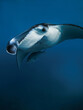 Close up view of giant manta ray fish. Big fish in ocean