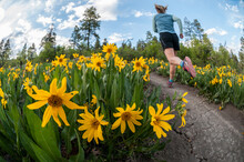A Woman Trail Running Past Flowers Near Durango, Colorado.