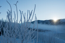Frost On Branches Of Bush At Sunrise Along Animas River In Winter, Duragon, Colorado, USA
