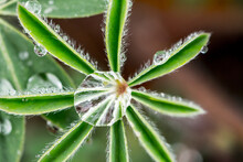 Lupine Leaves With Water Drops