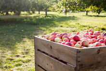 Apples In A Crate At Apple Orchard