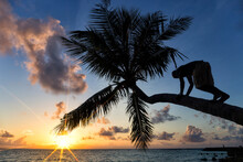 Man Climbed A Palm Tree At Dawn On The Beach Paradise Island Gulhi. Indian Ocean, Maldives