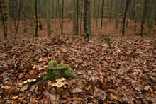 Bialowieza Forest Is A Valuable Rest Of The Old Desiduous Forest Which Covered Most Of The Lowland In Europe