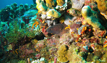 Moray Eel Gili Island Indonesia