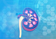 © Rasi - Human kidney cross section anatomy. 3d illustration..
