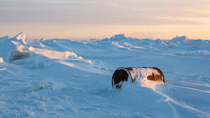a rusty barrel on the shores of a frozen sea in the arctic. problems of ecology and environmental po