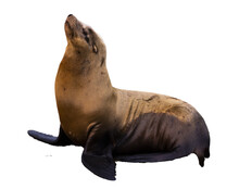Cute Wild Sea Lion Isolated On Transparent Background; Sea Lion Photographed In San Francisco Harbor Pier 39