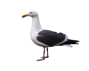 Wall Mural - western gull (Larus occidentalis) isolated on transparent background, large majestic sea bird photographed in san francisco, wildlife of usa