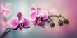 Schöne rosa Orchideenblüten auf sosa Hintergrund mit weichem Fokus, Generative AI 