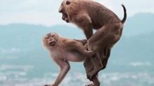 Secluded wild macaques monkeys passionately mating breeding and the male leaves blurred nice shade background city and mountains