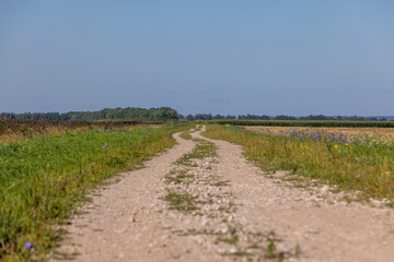 Wall Mural - Unpaved highway in rural areas