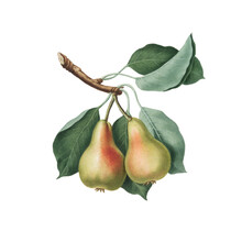 Botanical Vintage Pear Illustrationon By Giorgio Gallesio On A Transparent Background