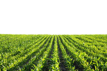 Wall Mural - Green corn rows and waves of the agricultural fields of Ukraine isolated on white. Agricultural background