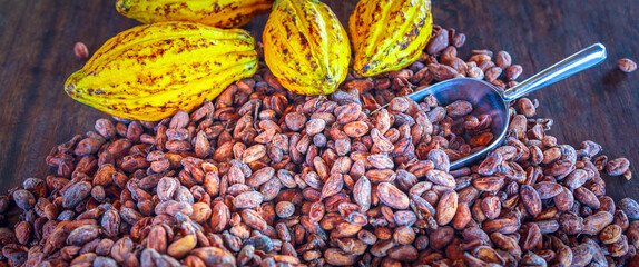 Aromatic brown Cocoa beans and cocoa seed with cacao yellow ripe raw materials of Chocolat as background